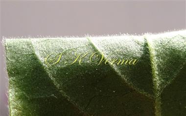   Leaf-Abaxial surface